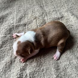 Boy 1 - Red male Boston Terrier puppy in Brookville, Ohio from Best Friend Bostons