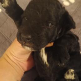 Girl one - Black female Poodle puppy in East Providence, Rhode Island from Marta's Cavaliers