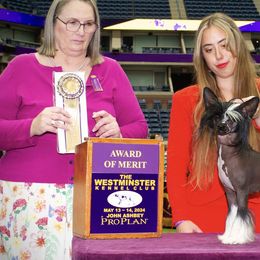 Chinese Cresteds and Poodles from Sommer Standards & Chinese Cresteds