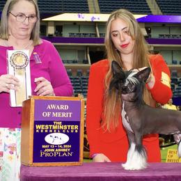Chinese Cresteds and Poodles from Sommer Standards & Chinese Cresteds