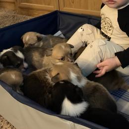 Pembroke Welsh Corgi Puppies from Gotta Chase Em All Corgis