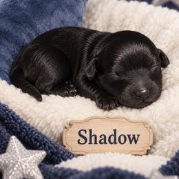 Shadow - Black male Morkie puppy in Davie, Florida from Sweet Peluditos
