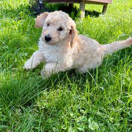 Legacy - blue collar - Apricot female Poodle puppy in Lebanon, Ohio from Lucky's Legacy