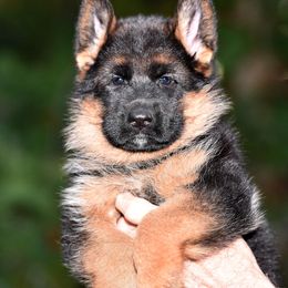 German Shepherd Puppies from Alta-Tollhaus German Shepherds