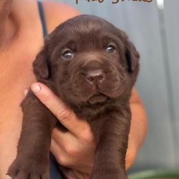 Pixie Sticks - Chocolate female Dilute Retriever puppy in Baldwin City, Kansas from Hedge Lane Labradors