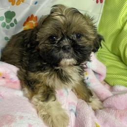 Girl 2 - Sable and white female Shih Tzu puppy in Zeigler, Illinois from Dandy Little  Shih Tzu, Shih Poo's and Toy Poodles