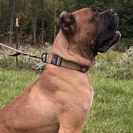 Cane Corso, Doberman Pinschers, and Rottweilers from Lazy A Ranch & Kennels