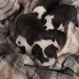 Boston Terriers from Texiana Farms