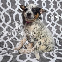 Wendy - Blue female Australian Cattle Dog puppy in Silsbee, Texas from Rockin ND Ranch