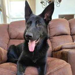 Solan - German Shepherd