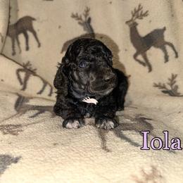 Iola - Parti female Poodle puppy in Winston Salem, North Carolina from Bewitching Kennels