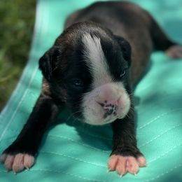 Magnus - Brindle male Boxer puppy in Briggs, Texas from Dark Horse Boxers