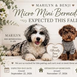 Bernedoodle puppies from Anchor Dogs