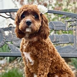 Skye - Cavapoo