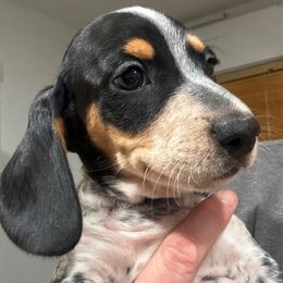 Snickers - Piebald male Dachshund puppy in Nampa, Idaho from 208 Wiener Wiggle Butts LLC