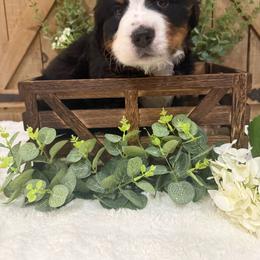 River - Tri-color male Bernese Mountain Dog puppy in Redlands, California from Country Feels Ranch