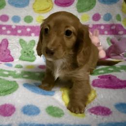 Snickerdoodle - Red female Dachshund puppy in Canton, Texas from Bonnie and Clyde Dachshunds