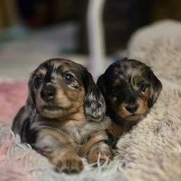 Black tan dapple - Black and tan male Dachshund puppy in Ethel, Washington from Mickey's Miracle Doxies