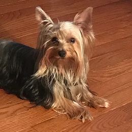 Maltese, Poodles, Shih Tzus, and Yorkshire Terriers from Deborah Richards yorkies