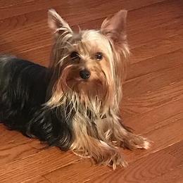Maltese, Poodles, Shih Tzus, and Yorkshire Terriers from Deborah Richards yorkies