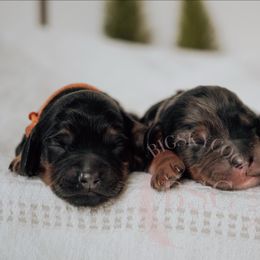 Red collar - Merle male Cockapoo puppy in Missoula, Montana from Big Sky Cockapoos