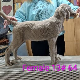 Girl 5 - female Long Haired Weimaraner puppy in Evart, Michigan from Drehbar Weimaraners
