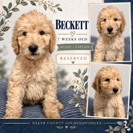 Beckett - Apricot male Goldendoodle puppy in Macclenny, Florida from Baker County Goldendoodles