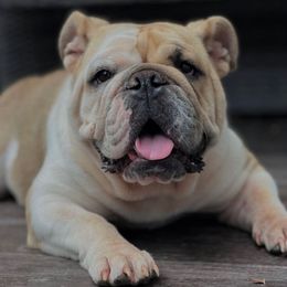 Lu Lu - Bulldog