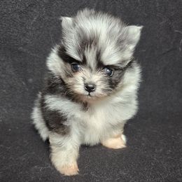 Greta - Blue merle female Pomeranian puppy in Oak Forest, Illinois from Illinois Poms