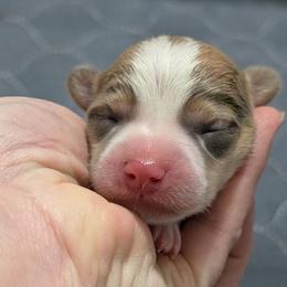 Bluie sable (dilute)boy - Sable and white male American Corgi puppy in Loretto, Kentucky from Duncan's Border Collies and Corgis