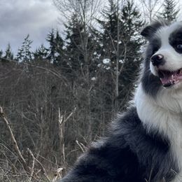 Border Collies from Prophecy Kennels