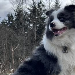 Border Collies from Prophecy Kennels