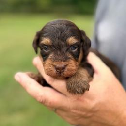 Remi - Brown female Bernedoodle puppy in Warrensburg, Missouri from Dreamer Ridge Puppies