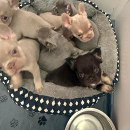 French Bulldog puppies from FamLee Frenchies