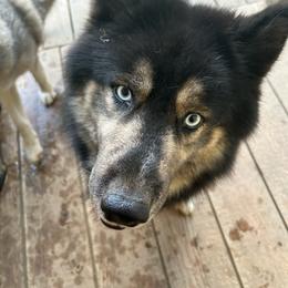 Zeus - Agouti and white male Siberian Husky puppy in Wheeling, West Virginia from Powells Huskies