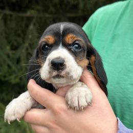 Female 2 - Black brown and white female Basset Hound puppy in Lindley, New York from Hill Top Basset Hounds & Cane Corso