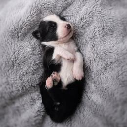 Nova - Black tri female Miniature Australian Shepherd puppy in White Oak, Texas from Triple Lake Ranch Miniature Australian Shepherds
