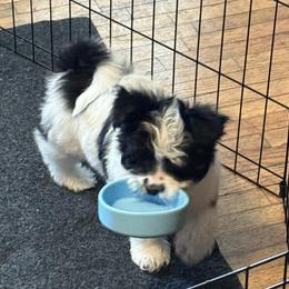 Drew - Black and white male Companion Cross puppy in Fulton, Missouri from Papillon Love