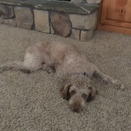 Australian Labradoodles from Carlene's Australian Labradoodles