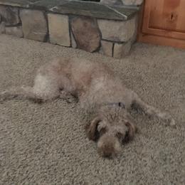 Australian Labradoodles from Carlene's Australian Labradoodles