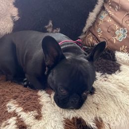 French Bulldogs from Huntsburg Frenchie Farm