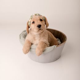 Golden Retriever Puppies from Brinton Goldens