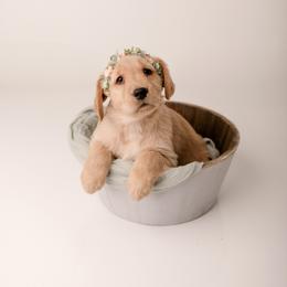 Golden Retriever Puppies from Brinton Goldens