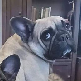 Gemma - French Bulldog