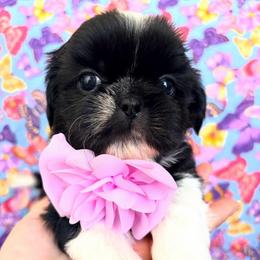Chloe - Black and white female Shih Tzu puppy in Hemet, California from Aloha Shih Tzu