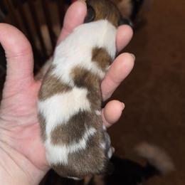 Boy 1 - White and sable male Papillon puppy in Forest City, North Carolina from Eastern Papillions