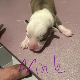 Dude - Red male Pembroke Welsh Corgi puppy in New York, New York from Ad Astra NYC