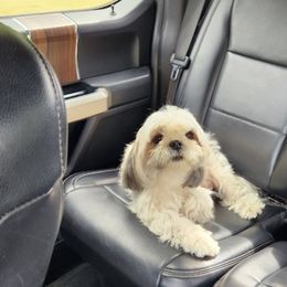 Bailey - Shih Tzu