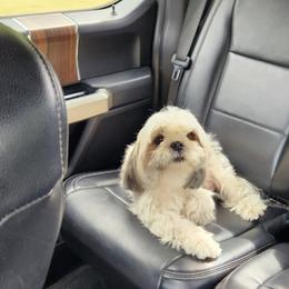Bailey - Shih Tzu