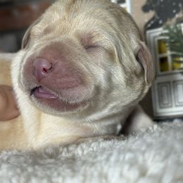 Mistletoe - Yellow female Labrador Retriever puppy in Dixon, California from Rosslyn Labradors (Rose-Line)